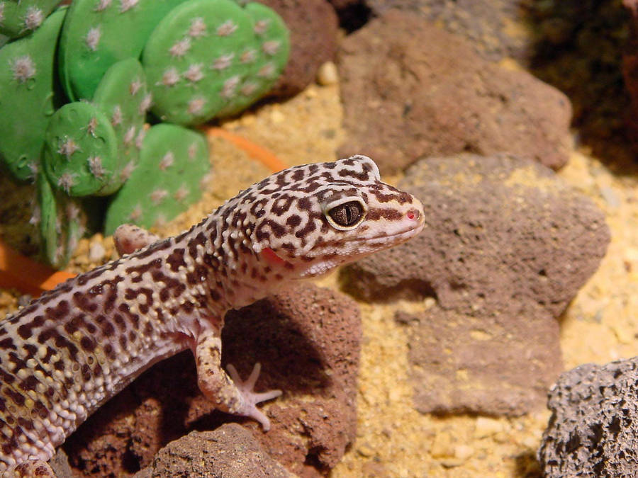 Leopard Gecko On Cute Aquarium Wallpaper