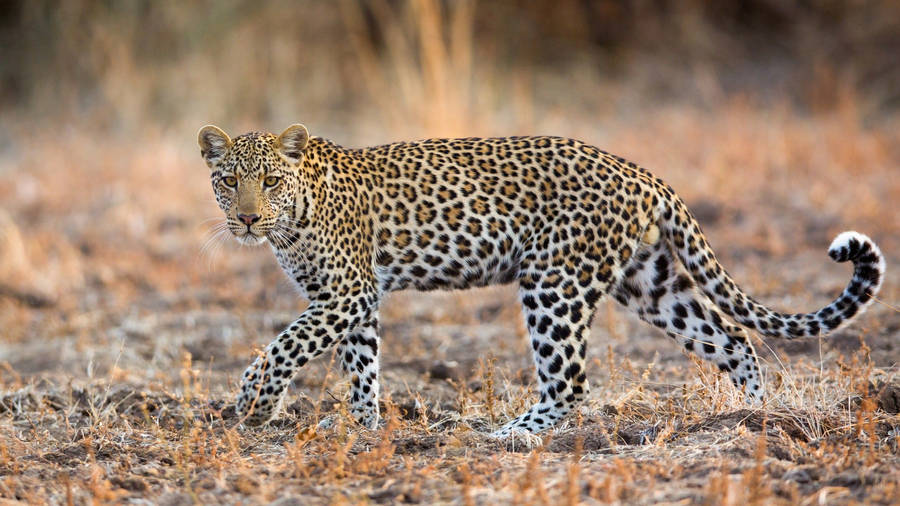 Leopard In Savannah Hd Wallpaper