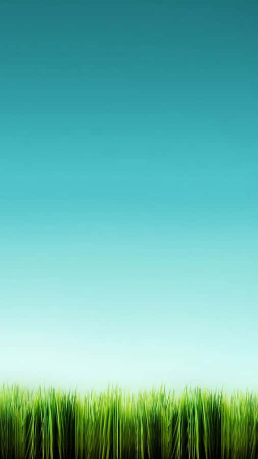 Lg G4 Tall Grass Wallpaper