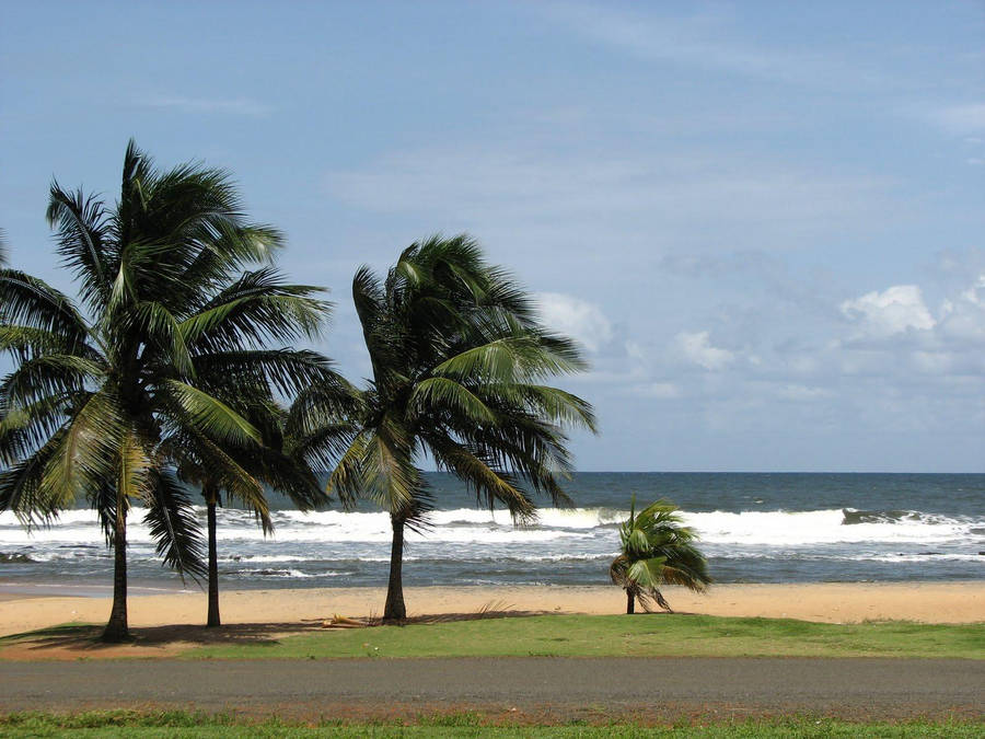 Liberia Palm Beach Wallpaper