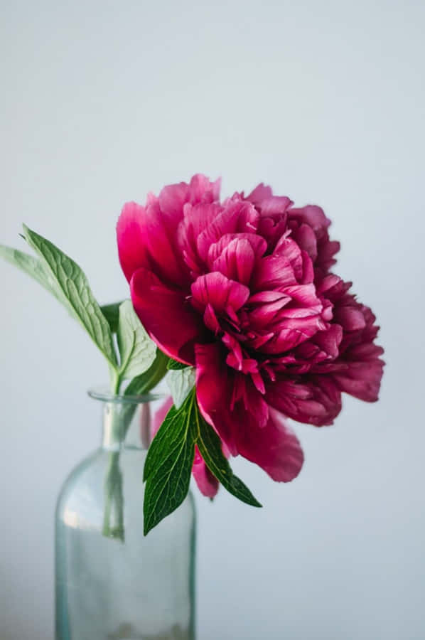 Life Blooms In Color With The New Peony Iphone Wallpaper