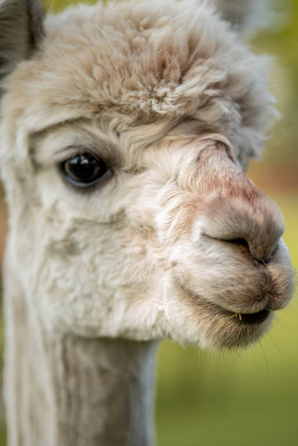 Light Brown Alpaca Face Wallpaper