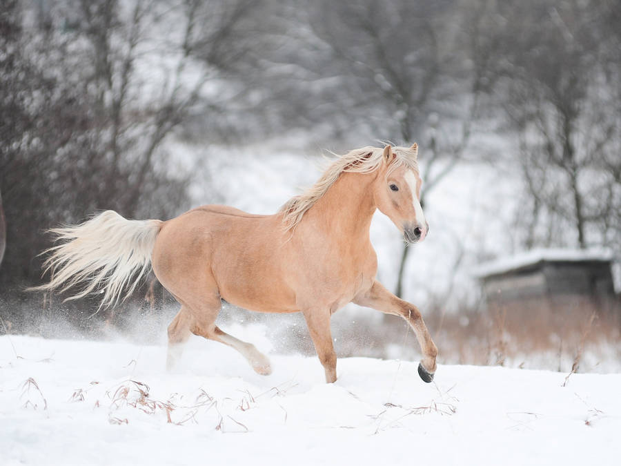 Light Brown Running Horse Wallpaper