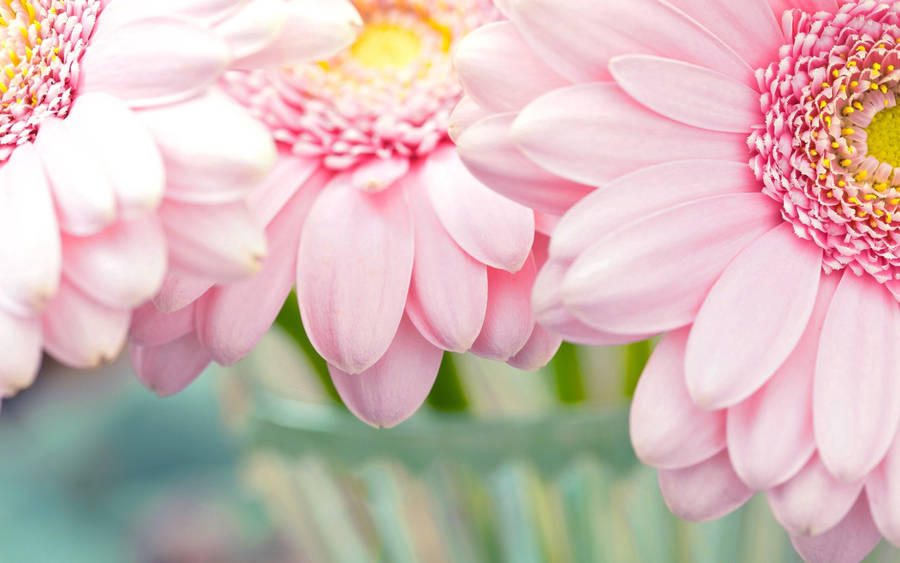 Light Up Your Life With This Beautiful Pastel Pink Flower Wallpaper