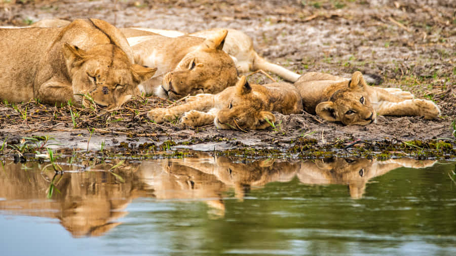 Lioness And Her Cubs Wallpaper