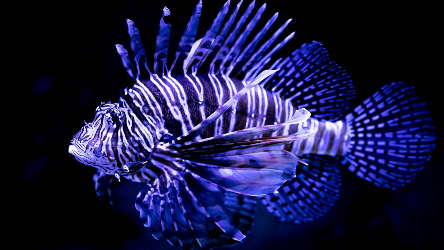 Lionfish Is A Beautiful Fish Wallpaper