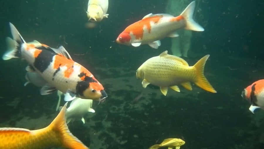 Live Koi Fish In An Aquarium Wallpaper
