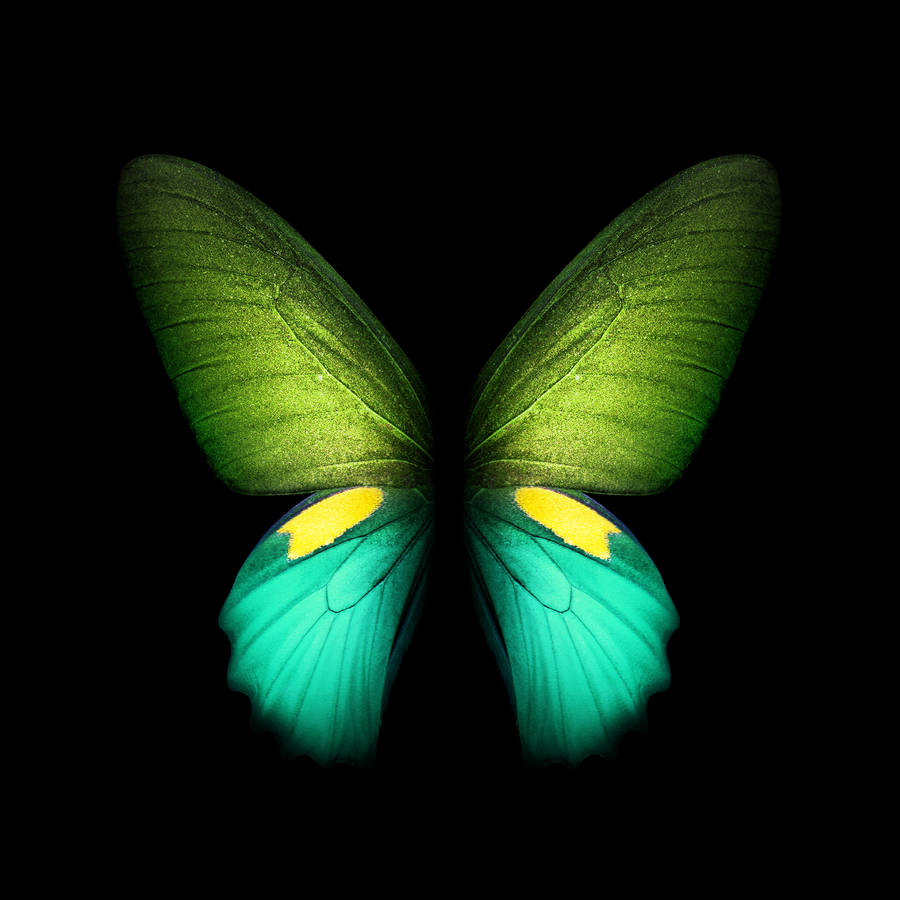 Live Stylish Butterfly Wallpaper