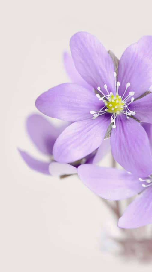 Liverwort Flower Purple Pastel Iphone Wallpaper