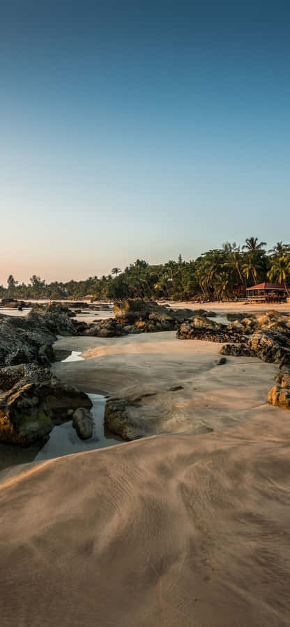 Living On The Iphone Wild Side In A Tropical Paradise Wallpaper