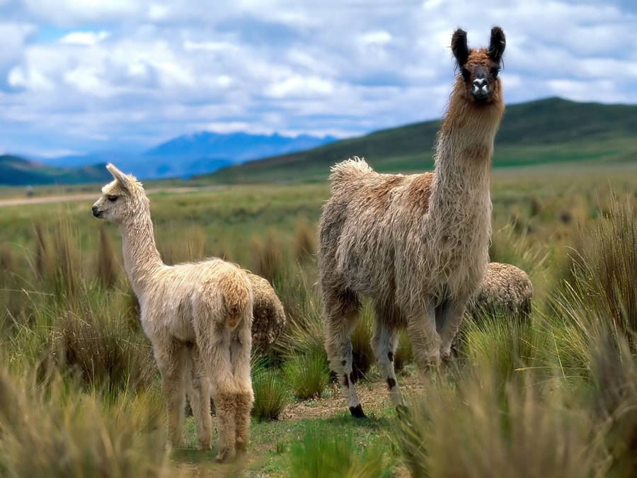 Llamas Flocked Together Wallpaper
