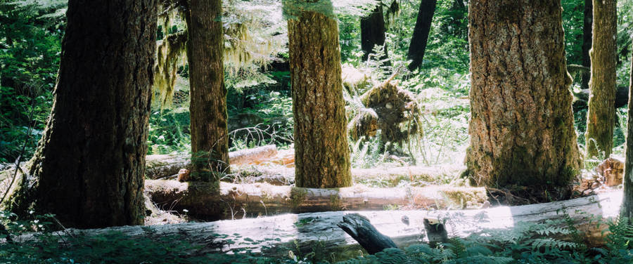 Logs On Ground In Between Trees Wallpaper