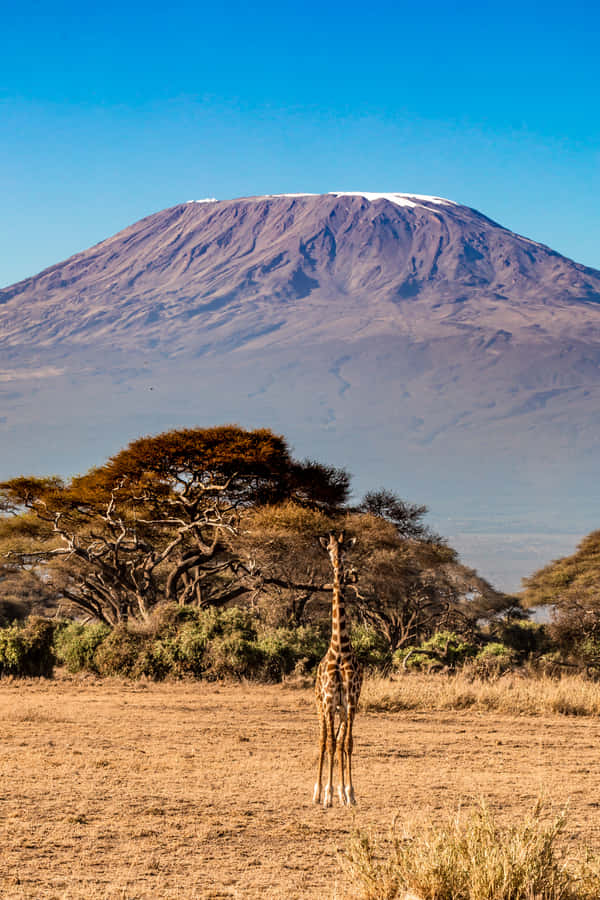 Lone Giraffe On Mount Kilimanjaro Wallpaper