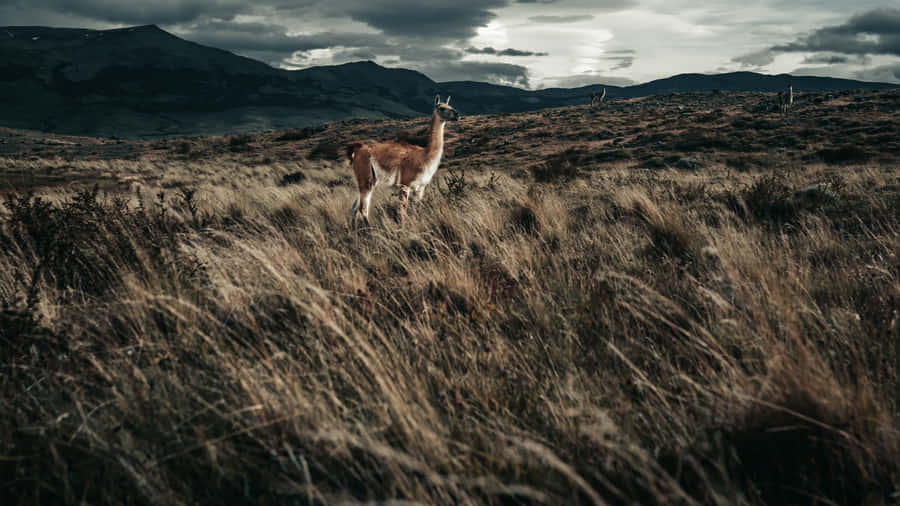 Lone Llamain Mountain Grasslands Wallpaper