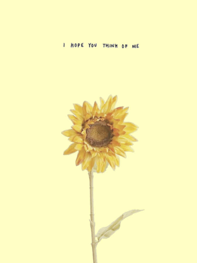 Lonely Sunflower Yellow Tumblr Aesthetic Wallpaper