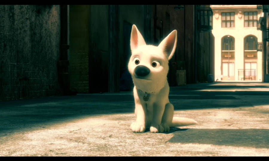 Lonely White Dog Bolt Wallpaper