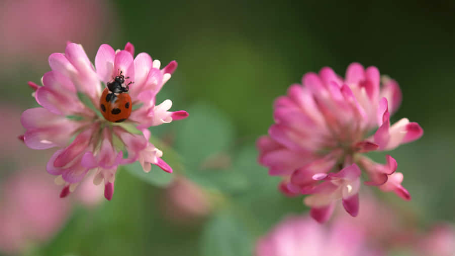 Look At Our Lovely Ladybug Iphone Wallpaper