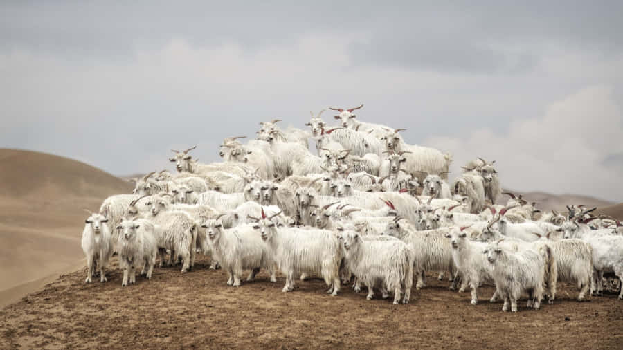 Loro Piana Cashmere From Heritage Goats Wallpaper