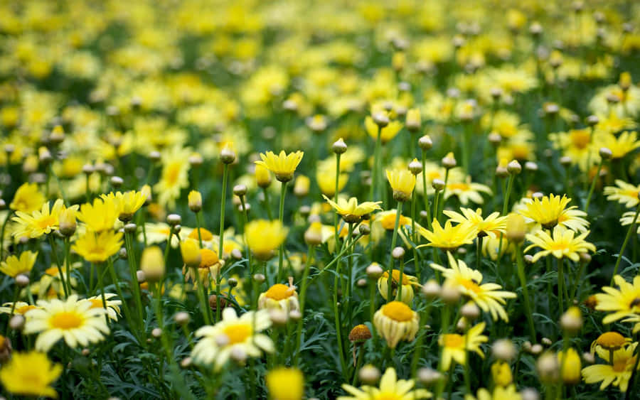 Lovely Garden Yellow Aesthetic Flower Desktop Wallpaper