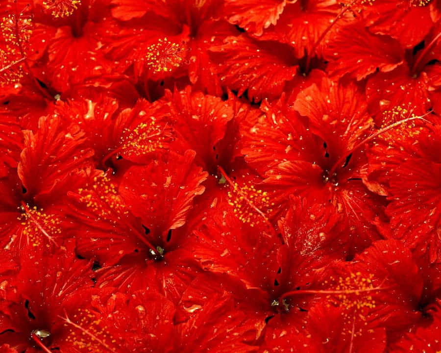 Lovely Red Hibiscus Flower Wallpaper