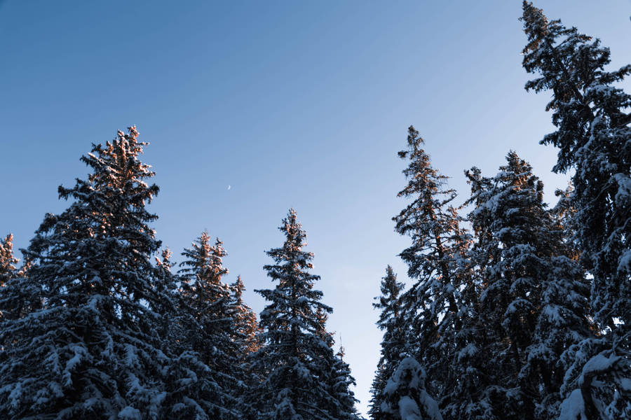 Low Angle Photo Of Snow Covered Trees Wallpaper