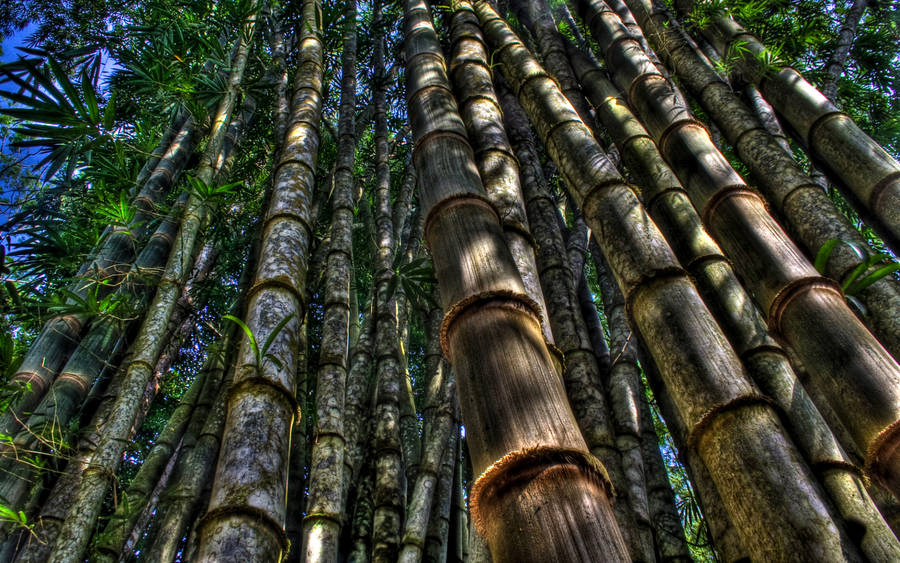 Low Angle Shot Bamboo Hd Wallpaper