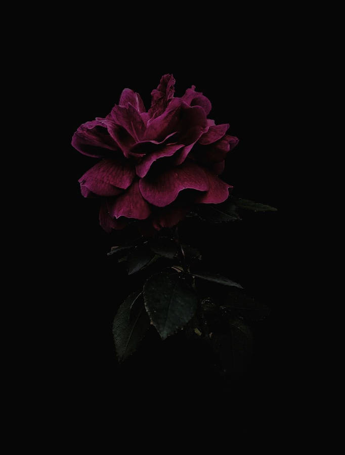 Lurking Dark Hd Flowers Phone Wallpaper