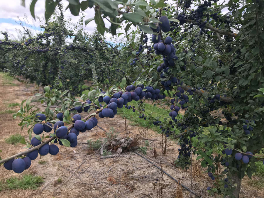 Lush Damson Plums On A Branch Wallpaper