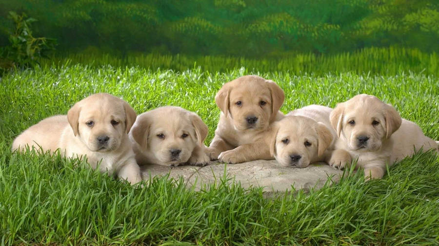 Lying Down Puppies Wallpaper