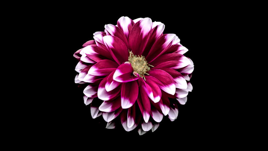 Magenta Black And Pink Flower Wallpaper