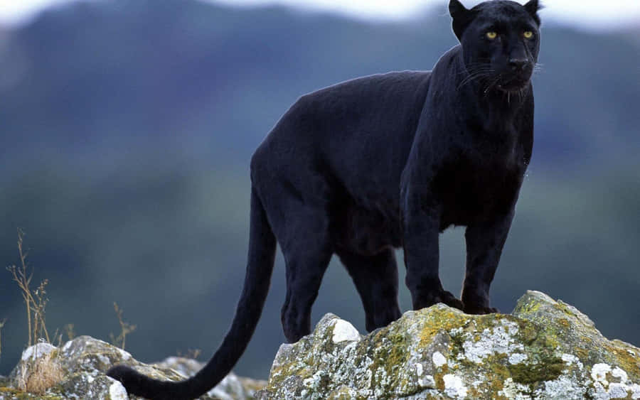 Magnificent Black Jaguar Wallpaper