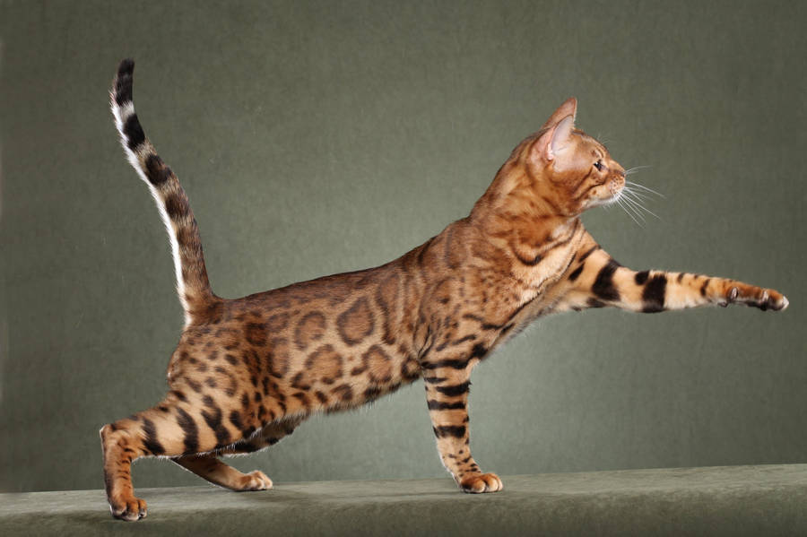 Majestic Bengal Cat In High Definition Wallpaper