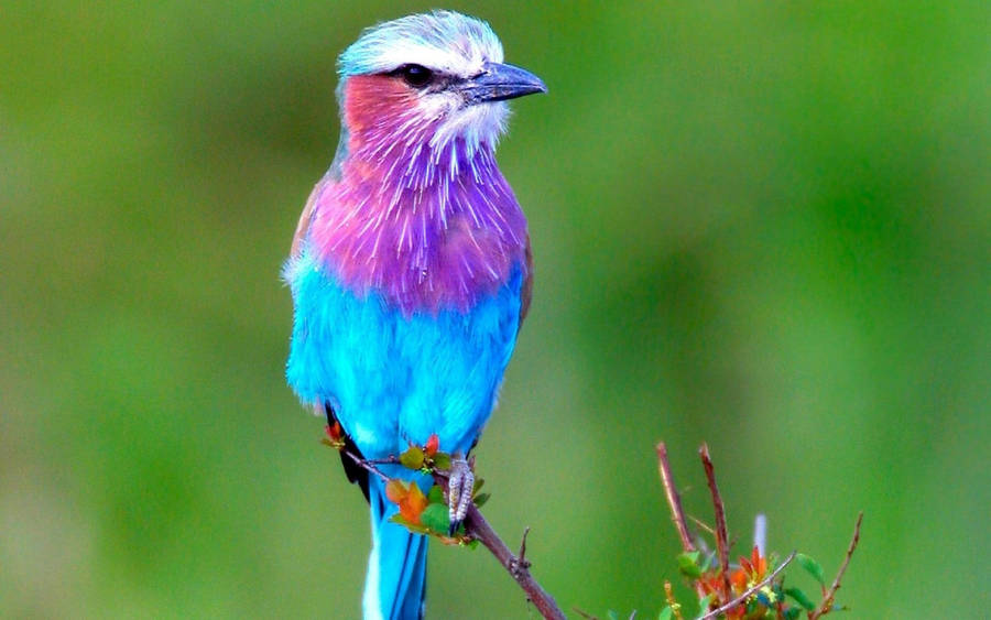 Majestic Colourful Aerial Acrobat, The Lilac-breasted Roller Wallpaper