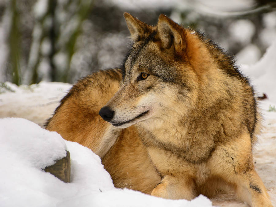 Majestic Golden Brown Wolf In 4k Ultra Hd Wallpaper