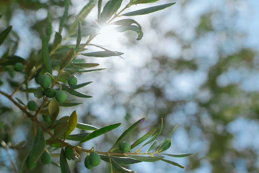 Majestic Landscape With An Olive Tree Silhouetted Against The Bright Greek Sky Wallpaper