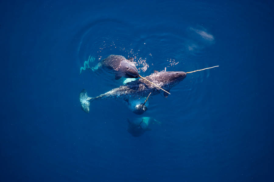 Majestic Narwhal In The Blue Ocean Depths Wallpaper