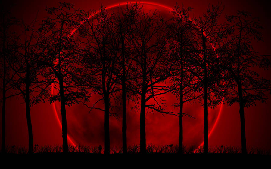 Majestic Nightfall - Beautiful Dark Trees Silhouetted Against A Blood Moon Wallpaper