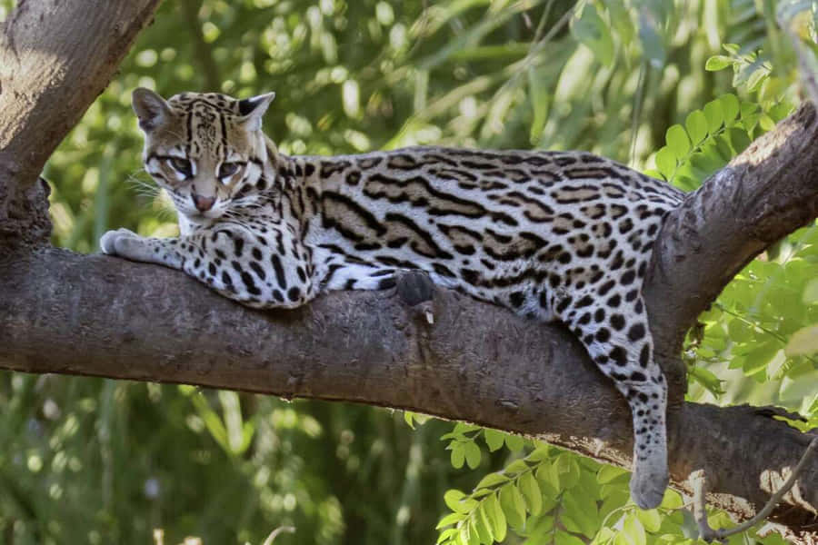 Majestic Ocelot In Natural Habitat Wallpaper