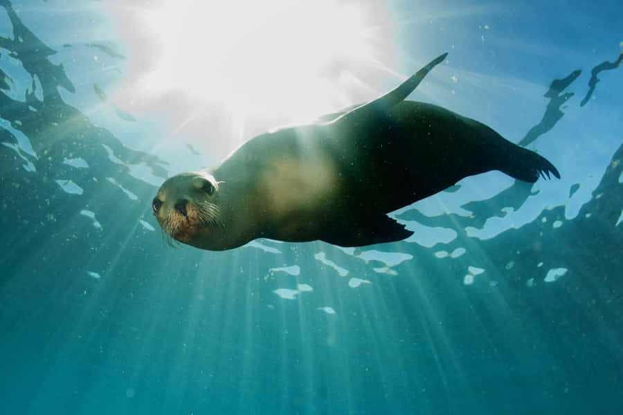 Majestic Sea Lion Lounging On A Rocky Shore Wallpaper