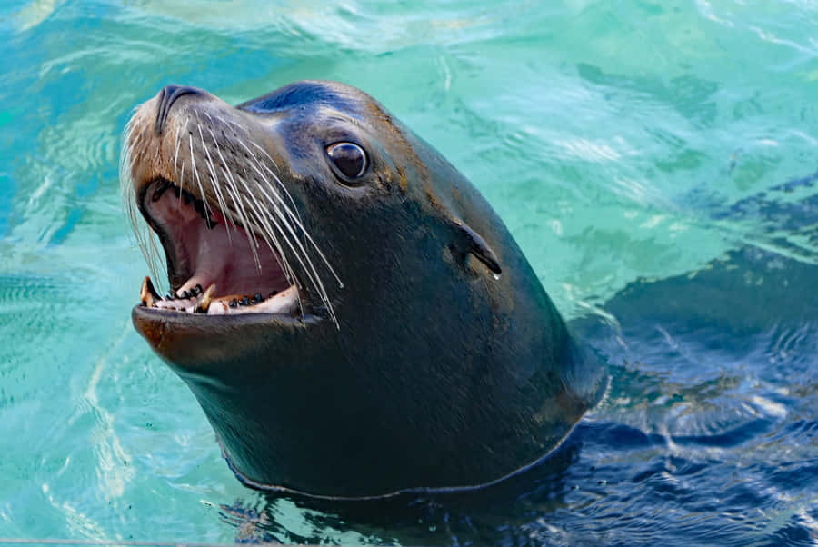 Majestic Sea Lion Lounging On A Sunlit Rock Wallpaper