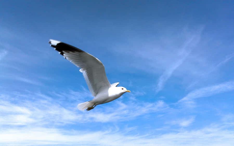Majestic Seagull Soaring Above The Waters Wallpaper