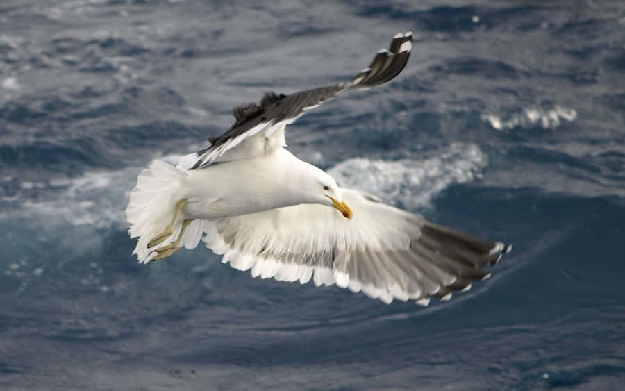 Majestic Seagull Soaring Over The Ocean Wallpaper