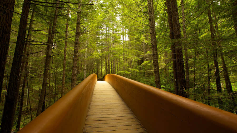 Majestic Serenity At Redwood National Park’s Lady Bird Trail Wallpaper