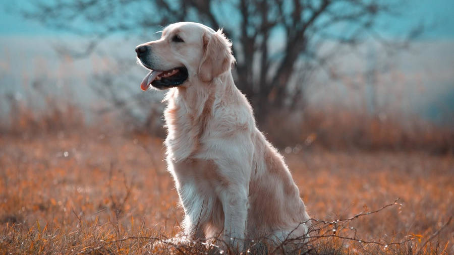 Majestic White Labrador In A Serene Setting Wallpaper