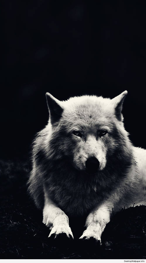 Majestic White Wolf Wallpaper