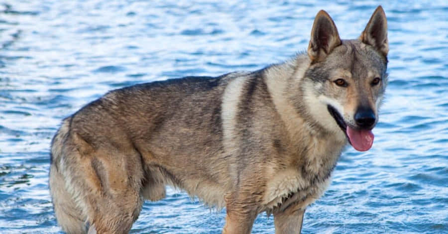 Majestic Wolfdog Exploring The Forest Wallpaper