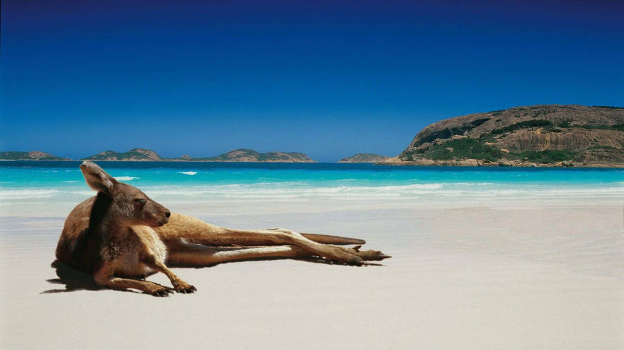 Male Kangaroo Sun Bathing Wallpaper