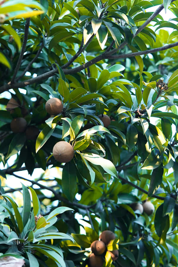 Mammee Apple Tree Fruits Wallpaper