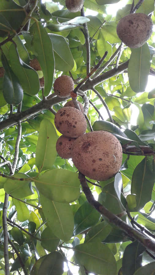 Mammee Brown Skin Fruit Tree Wallpaper