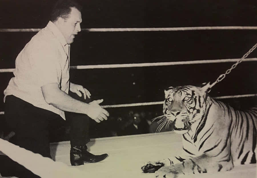 Manand Tiger Faceoffin Wrestling Ring Wallpaper